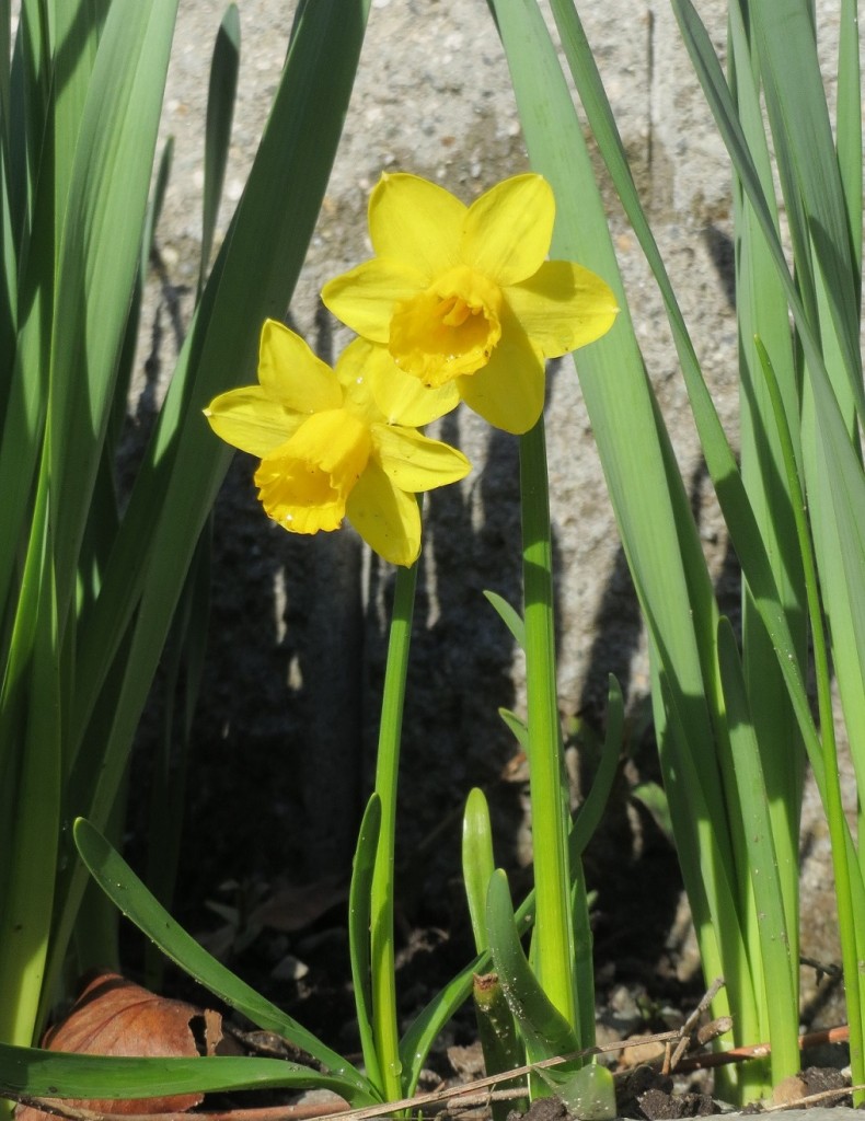 Daffodils