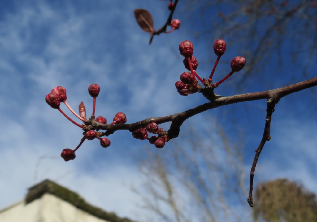 Flower Buds!