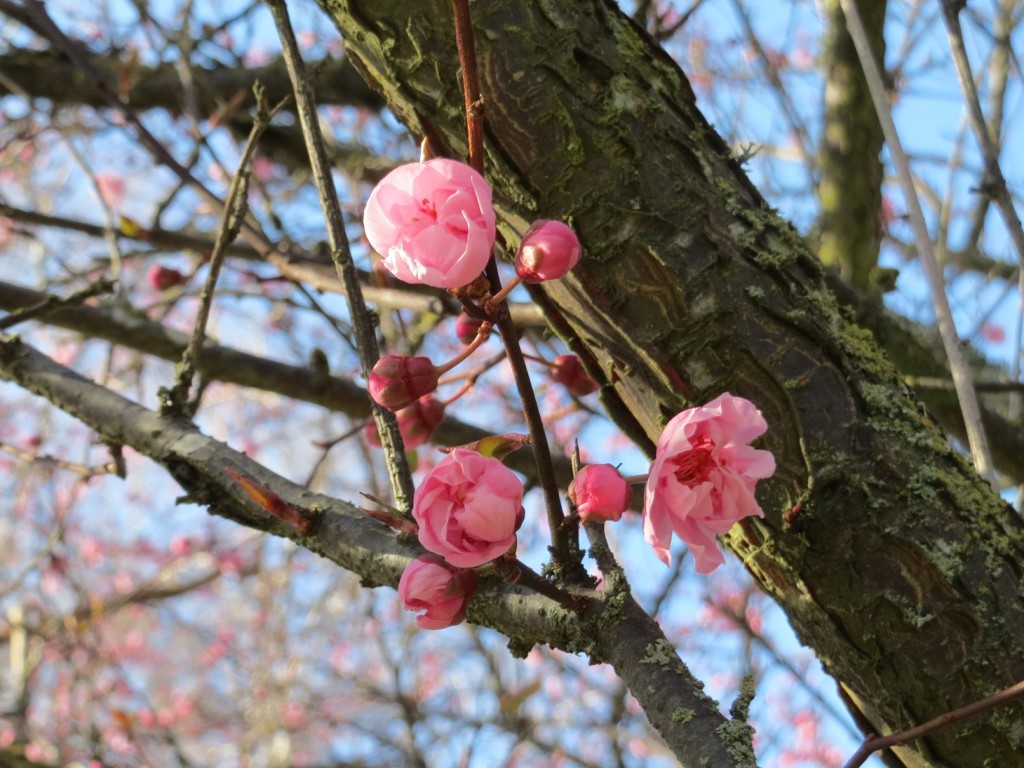 Flowers 1