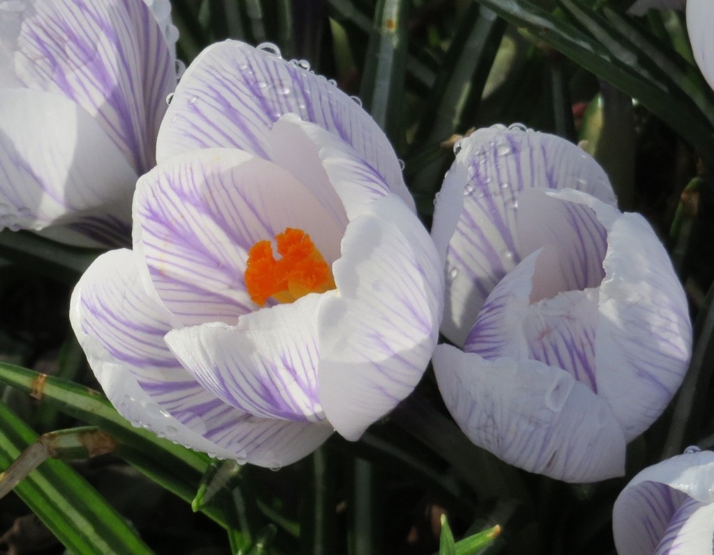 Flowers 3