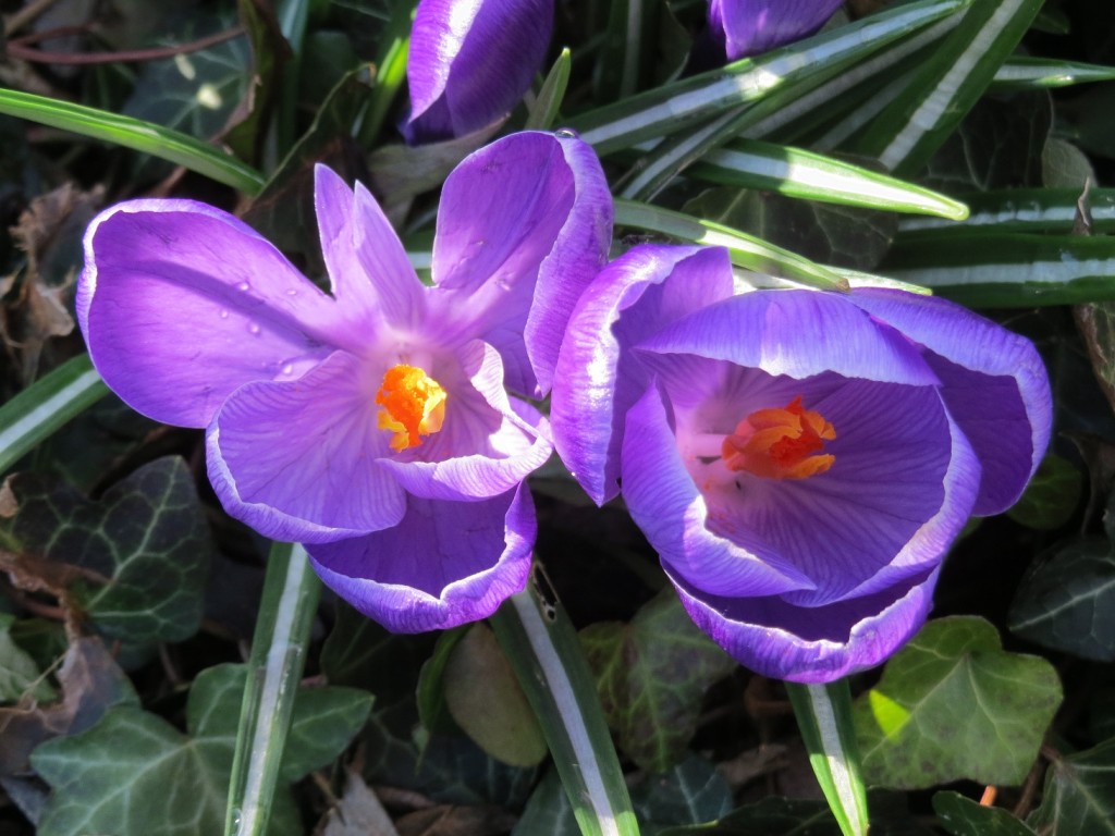 Flowers 4