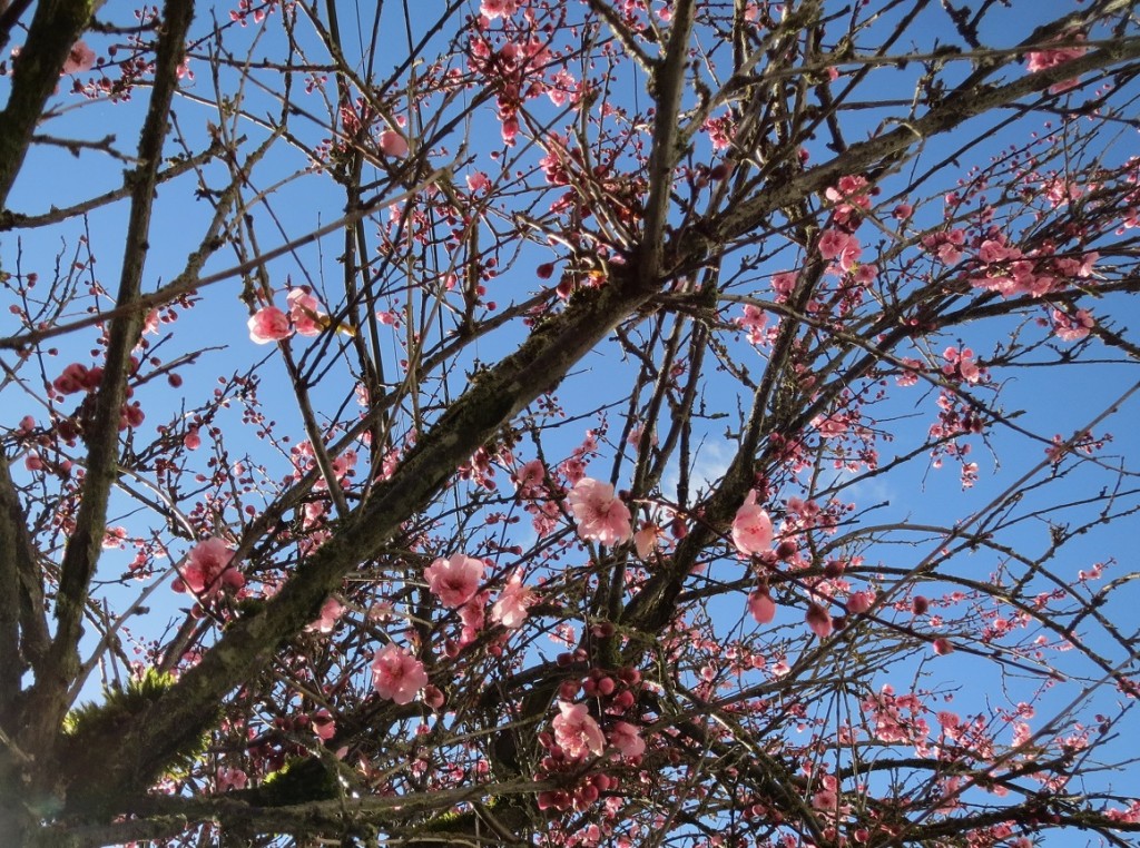 Flowers 5