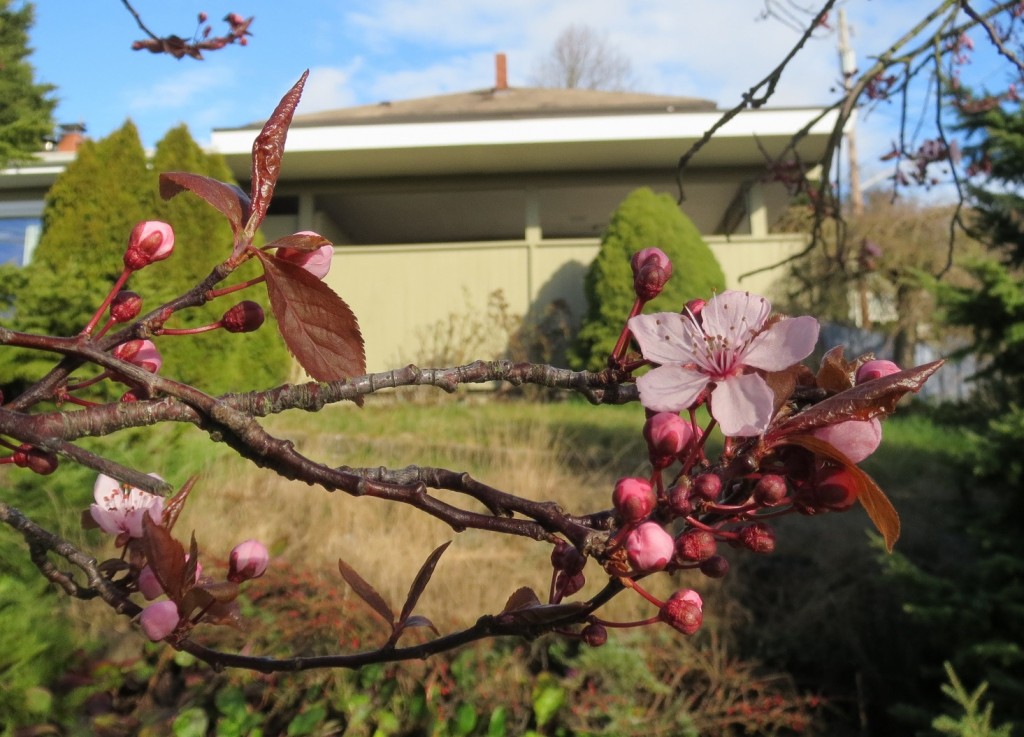 More Flower Buds!